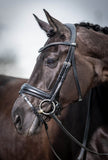 LeMieux Classic Dressage Bridle
