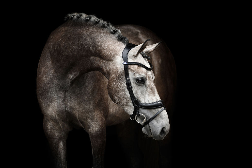 PS of Sweden Paladin Bridle