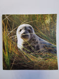 Andy Honman "Seal Pup" Greetings Card
