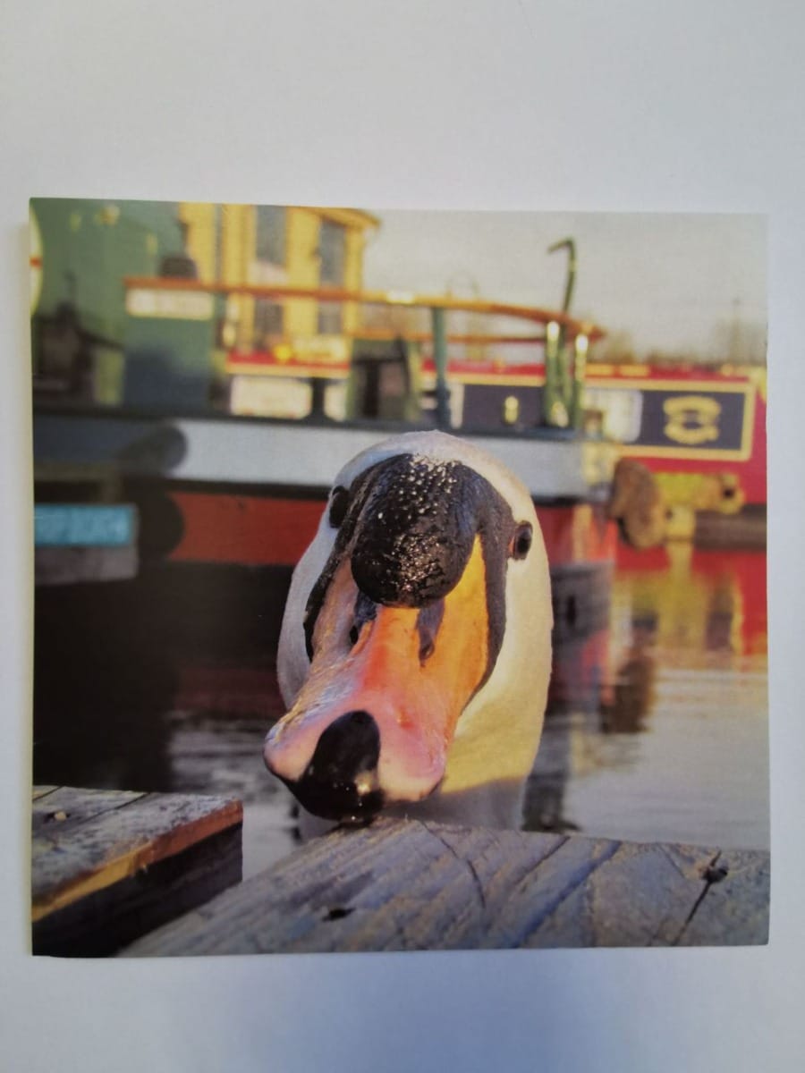 Andy Honman "Swan" Greetings Card