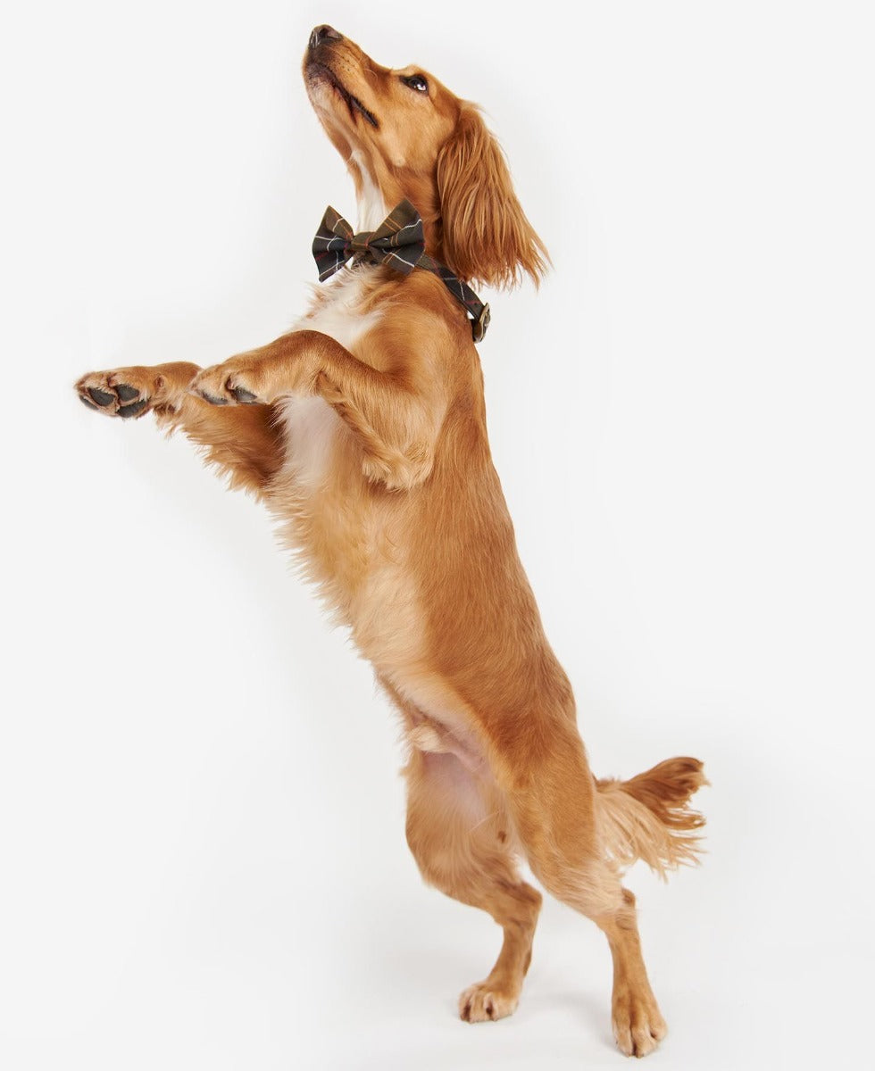 Barbour Tartan Dog Bow Tie-Dog Accessories-Eland Lodge