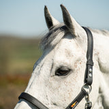 Equilibrium Stellar Headcollar