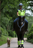 Equisafety Polite Reflective Neckband-Hi Viz For The Horse-Eland Lodge