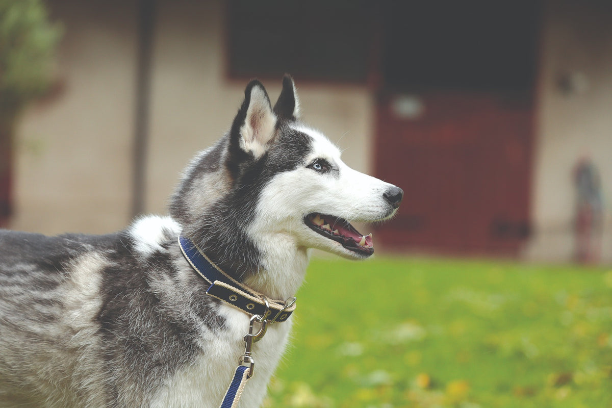 Horseware Amigo Dog Collar