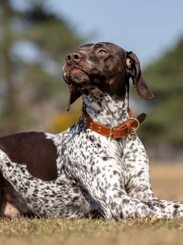 LeMieux Chelsea Dog Collar