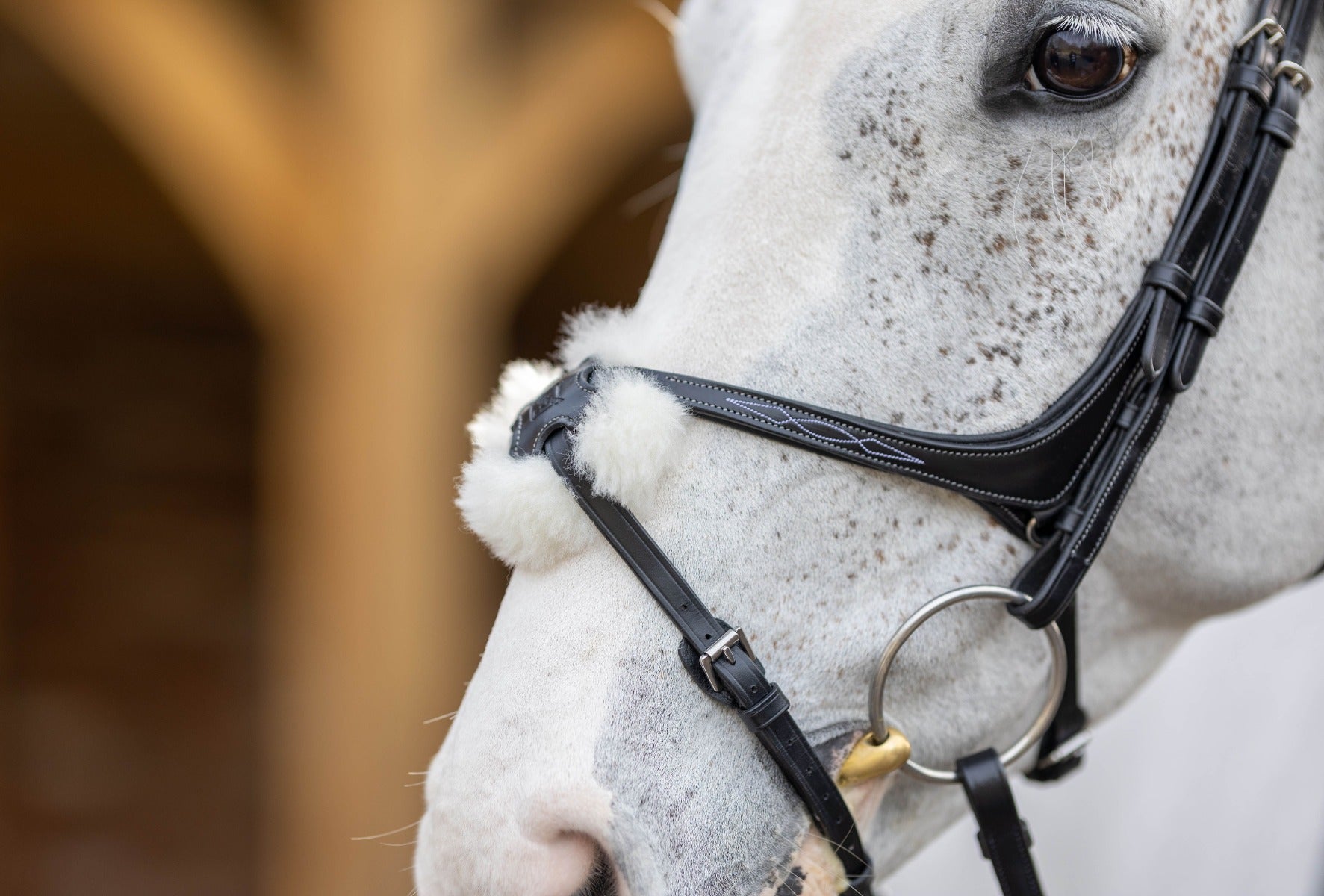 LeMieux Grackle Bridle