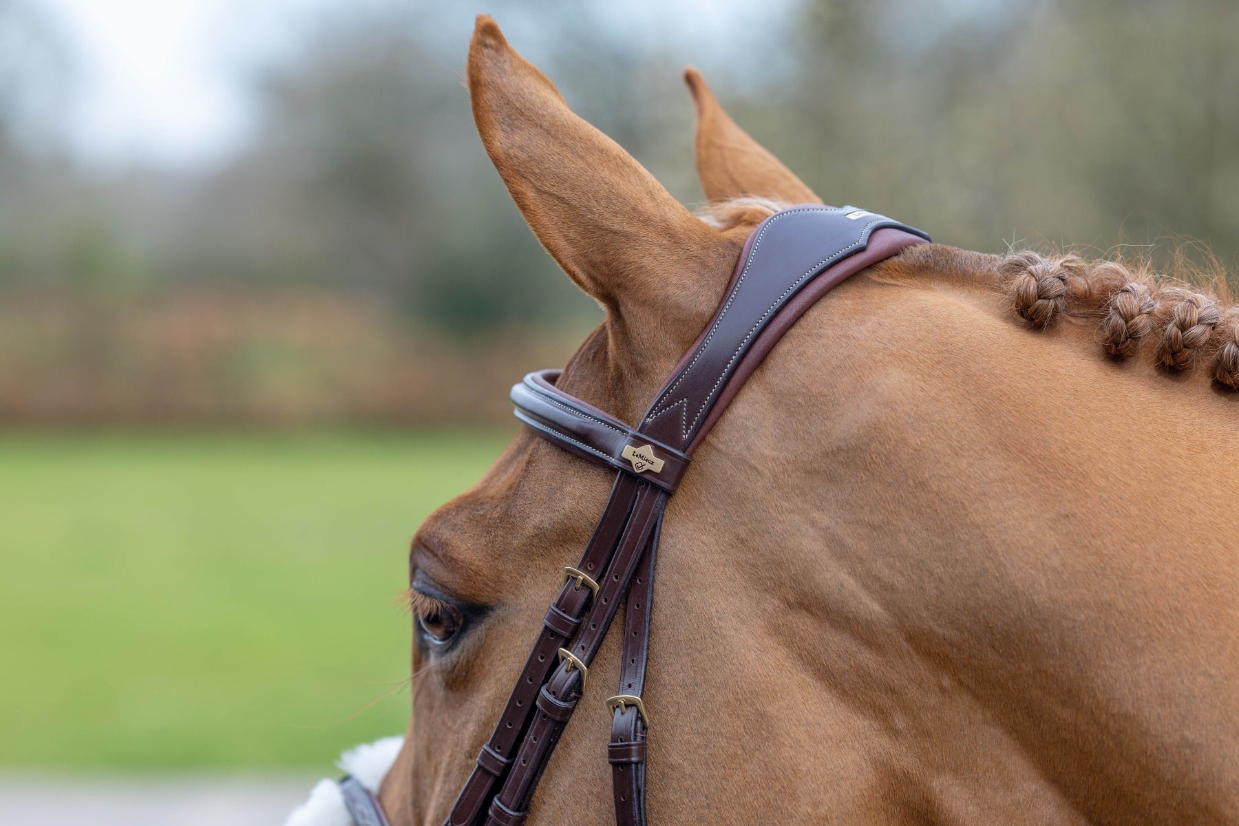 LeMieux Grackle Bridle