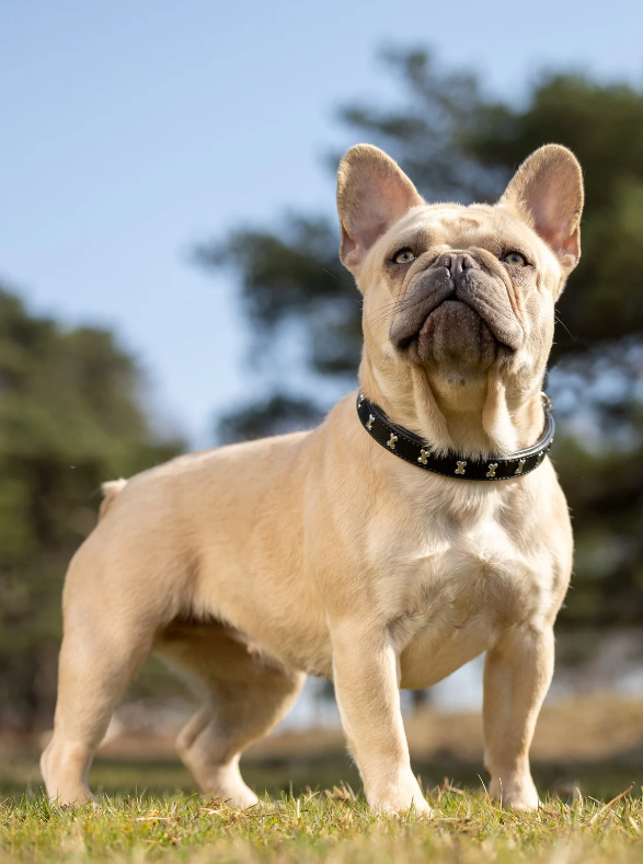 LeMieux Chelsea Dog Collar-Dog Leads & Collars-Eland Lodge