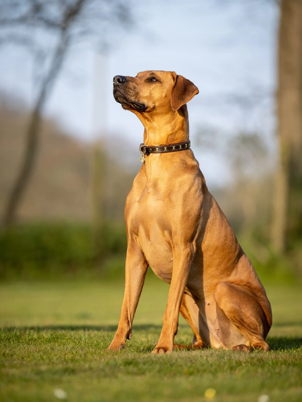 LeMieux Chelsea Dog Collar-Dog Leads & Collars-Eland Lodge