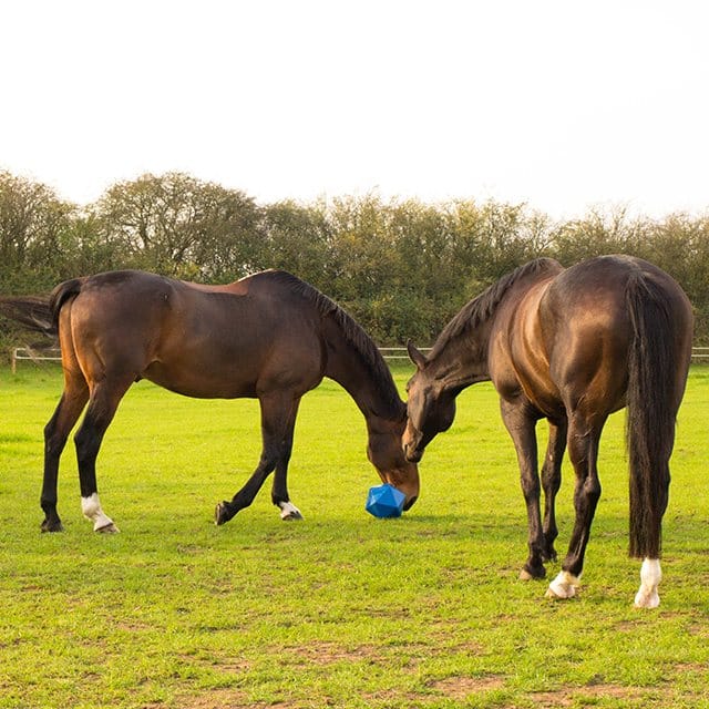Red Gorilla Drip Feed Treat Ball-Yard & Stable Accessories-Eland Lodge