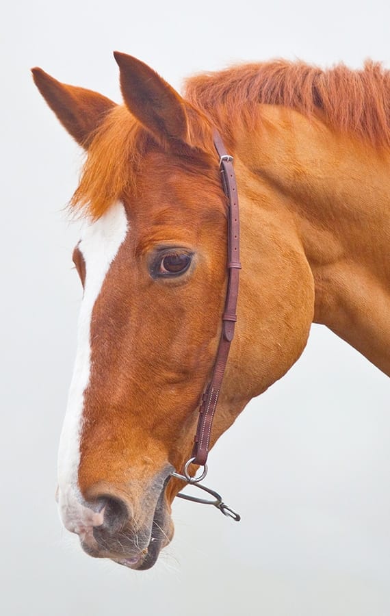 Shires Velociti GARA Chifney Bit Strap