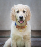 Shires Digby & Fox Reflective Dog Collar