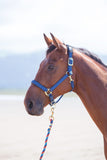 Shires Topaz Nylon Headcollar