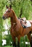 Stubben Breastplate with Running Attachment