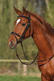 Stubben Leitrim Combined Noseband Bridle