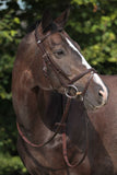 Stubben Leitrim Combined Noseband Bridle