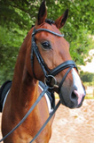 Stubben Magic Tack Bridle with Combined Noseband